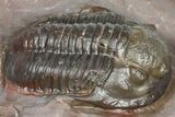 Inflated Proetid Trilobite - Jorf, Morocco #362850-1